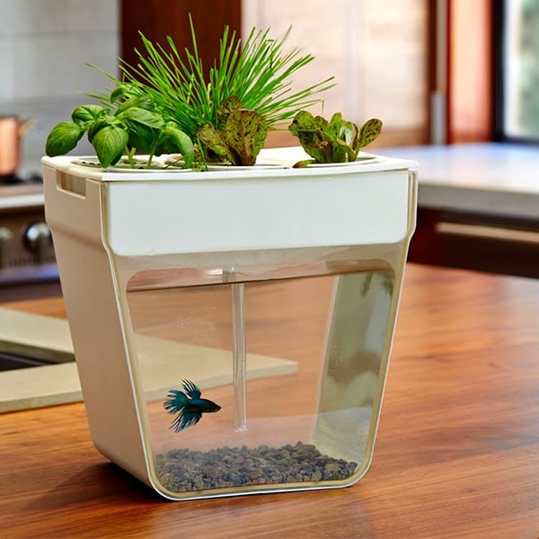 portable aquarium