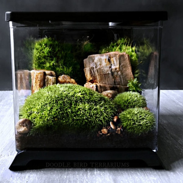 Desktop Terrarium Scene - ApolloBox